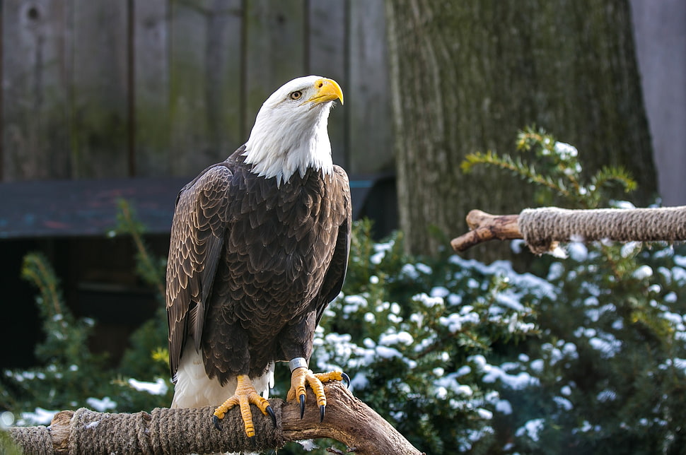 brown and white Eagle HD wallpaper