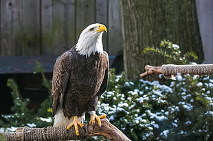 brown and white Eagle