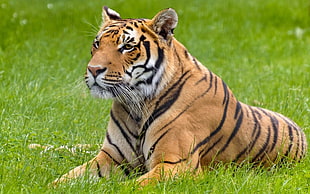 tiger, big cats, tiger, animals HD wallpaper