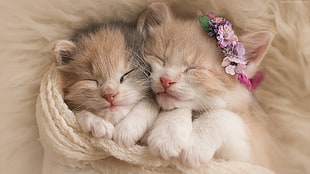 two calico kittens lying beside each other covered with white knitted cloth