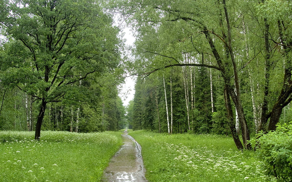 green leafed tree, nature HD wallpaper