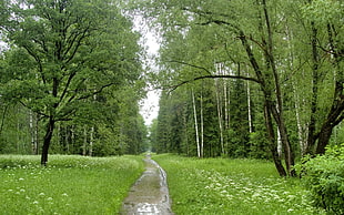 green leafed tree, nature