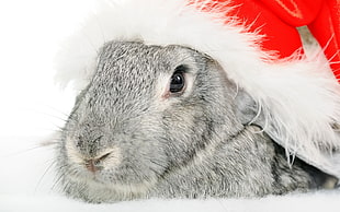 gray rabbit with Santa hat