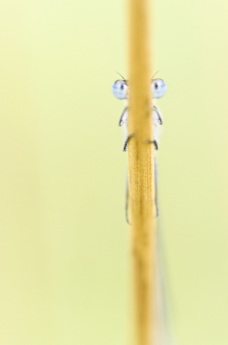Dragonfly perched on brown leaf in macro photography, damselfly HD wallpaper