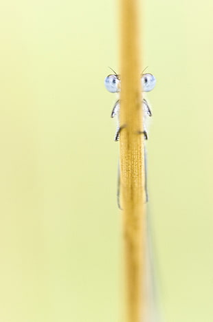 Dragonfly perched on brown leaf in macro photography, damselfly HD wallpaper
