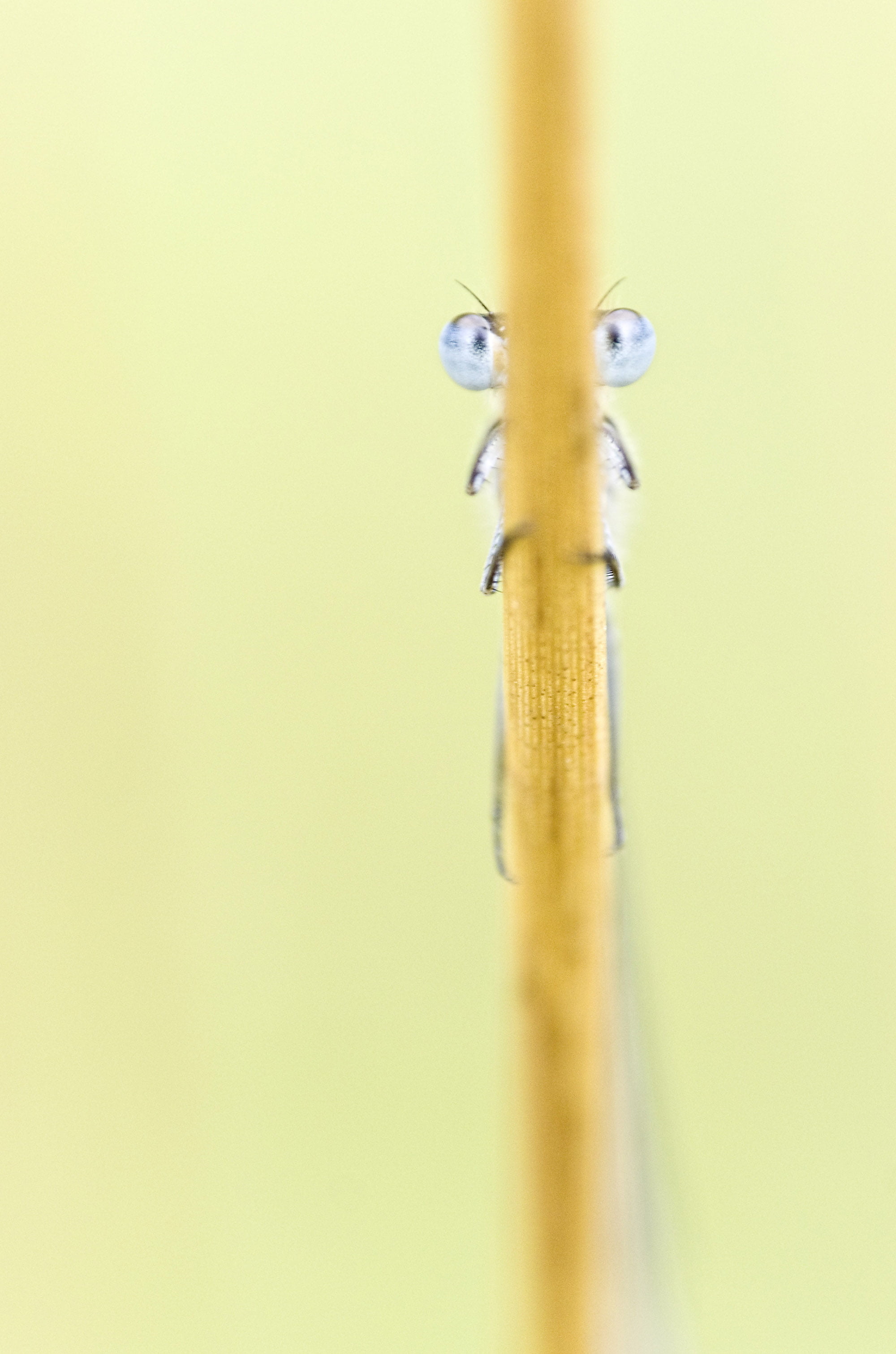 Dragonfly perched on brown leaf in macro photography, damselfly