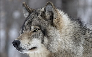 photography of white gray and tan wolf