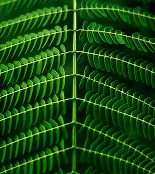 micro photography of green leaves HD wallpaper