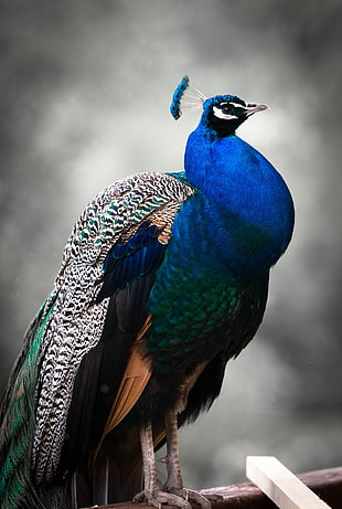 blue and green peacock HD wallpaper
