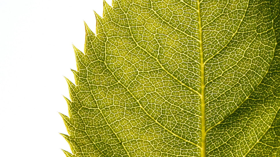 green leaf, macro, leaves HD wallpaper