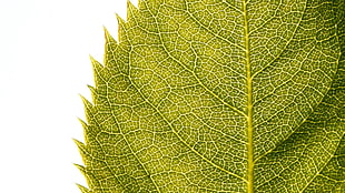 green leaf, macro, leaves