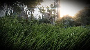 green grass, landscape, grass, CGI HD wallpaper