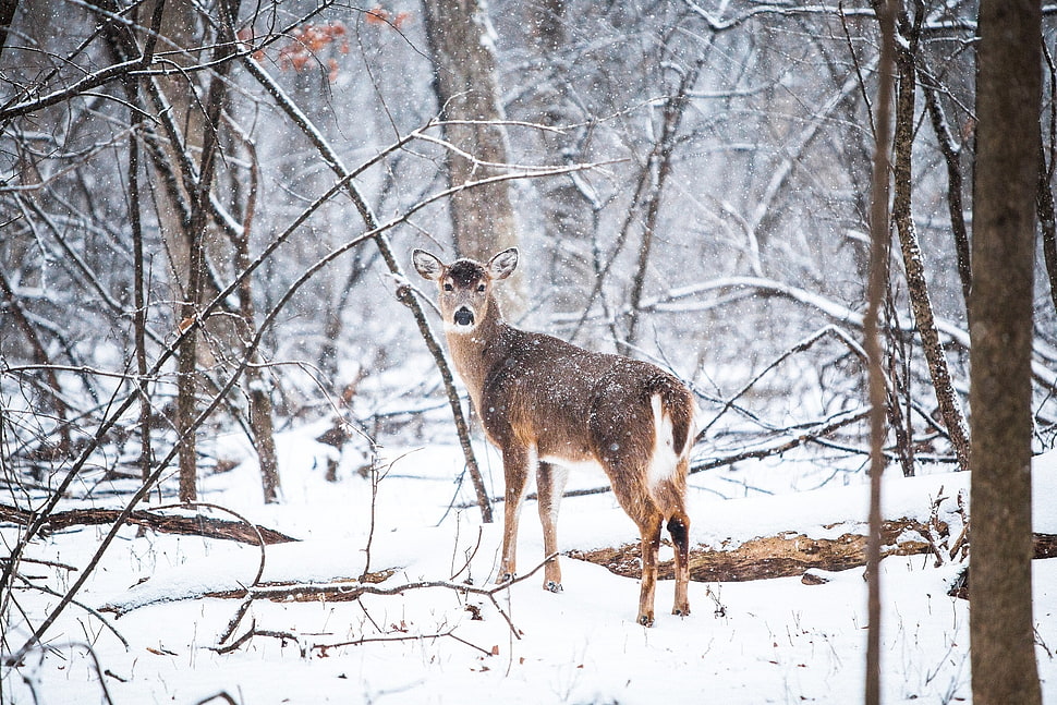 brown deer standing on snow with brown trees HD wallpaper