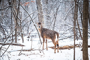 brown deer standing on snow with brown trees