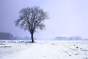 black tree covered with snow digital wallpaper
