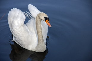 selective focus of Swan near body of water during daytime