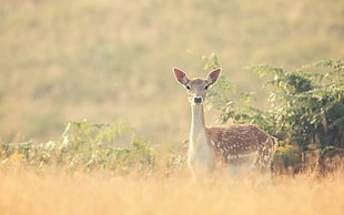 spotted deer, deer, fawns, baby animals, animals