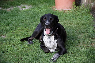 adult short-coated black and white dog prone lying on grass