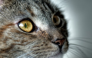 tilt shift photo of silver tabby cat