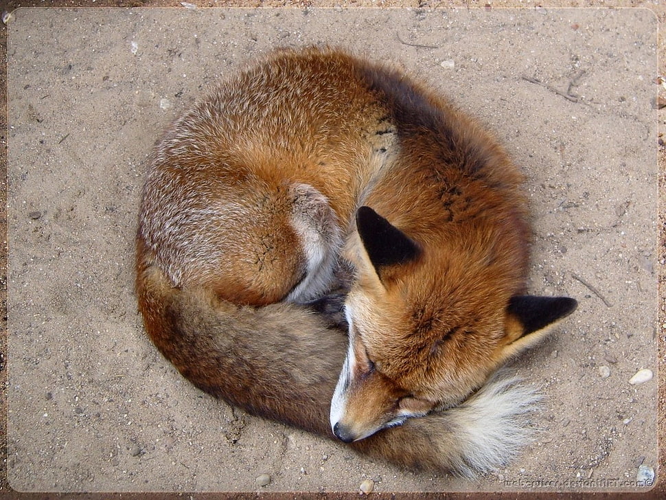 brown fox, animals, fox HD wallpaper