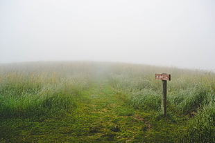 green grass near wooden post under fog