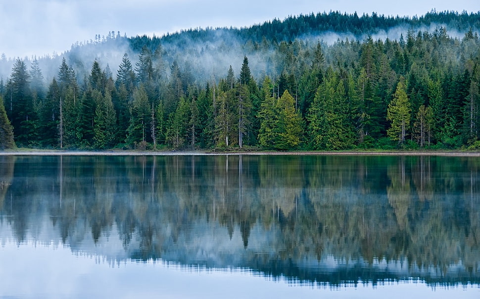 pine tree lot, mist, reflection, lake, forest HD wallpaper