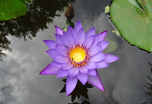 purple lily on surface of water near green leaves