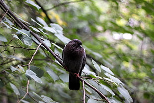 selective focus photography of bird on tree branch during daytime