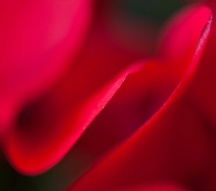 Cyclamen, untitled, flower, red