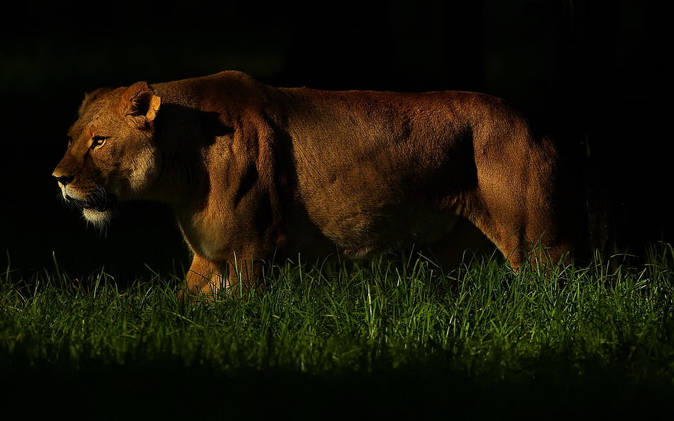 Lioness walking on green grass during nighttime HD wallpaper