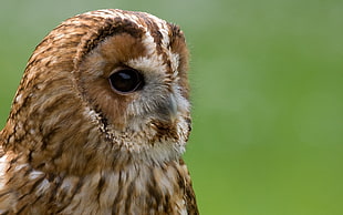 brown and white owl photography