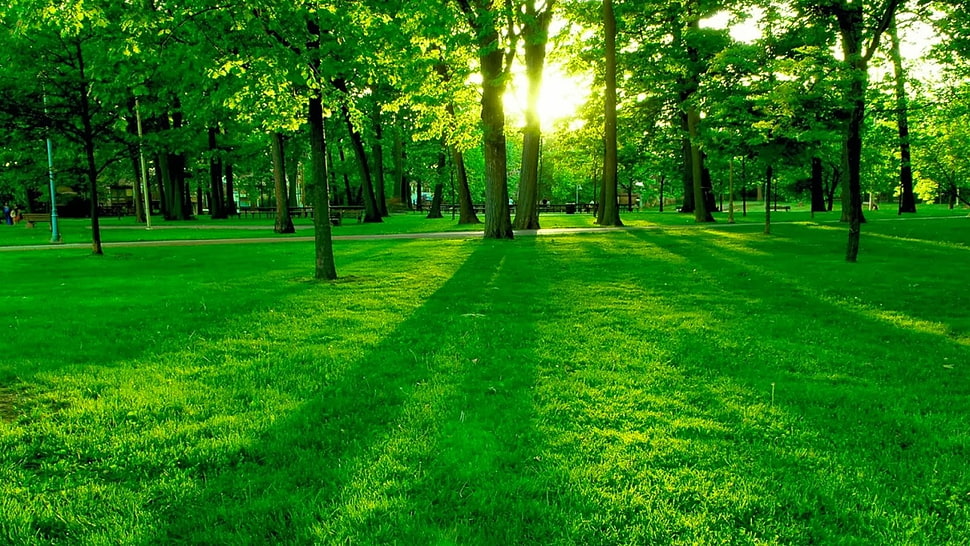 green lawn and trees HD wallpaper