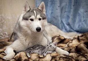 Dog,  Cat,  Kitten,  Lie HD wallpaper