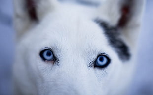 closeup photo of adult white Siberian Husky