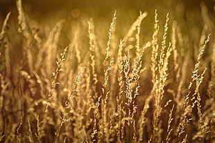 selective photo of brown wheat field, grass HD wallpaper
