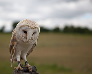 brown and white owl closeup photography