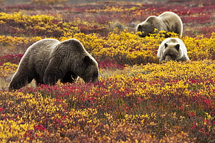 three bears on grass, grizzly bears, blueberries HD wallpaper