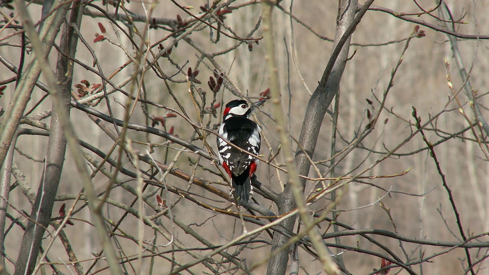 white, black and red feathered bird on brown trunks HD wallpaper