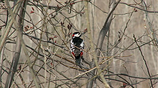 white, black and red feathered bird on brown trunks