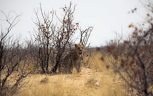 photo of brown lioness in deserted land