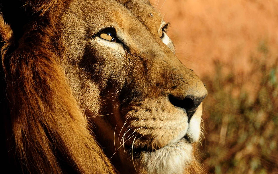 close up photography of lion during daytime HD wallpaper