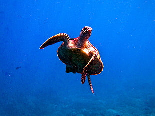 brown and red Turtle under the sea, indonesia, bali, komodo