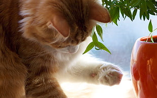 short-fur brown and white cat