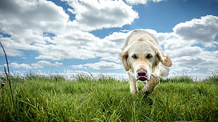 light Golden Retriever dog on green grass under blue sky, dublin, ireland