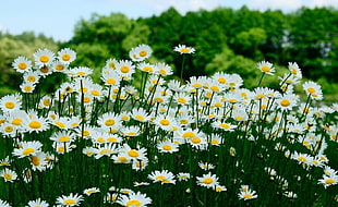 focus photography of white daisy flowers during daytime