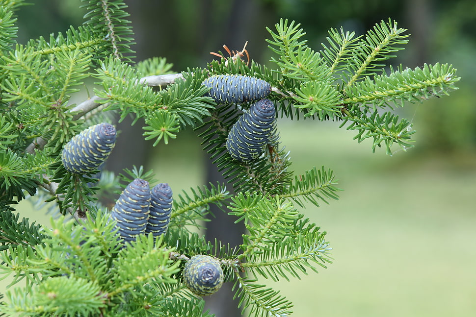 blue leaf plant HD wallpaper