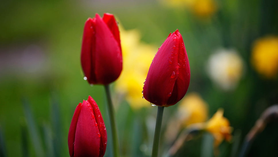 close-up photography of red tulips HD wallpaper