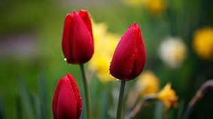 close-up photography of red tulips