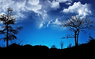 silhouette of leafless tree during daytime HD wallpaper