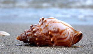 white and brown sea shells, struthiolaria